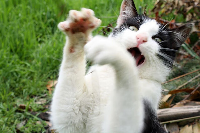 布克关键时刻单骑救主！深圳队主场横扫广厦锁定胜局