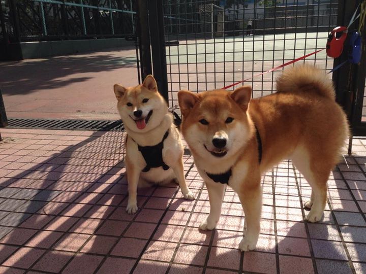 铁网与城堡，戈贝尔的自我救赎与山西队的封锁艺术