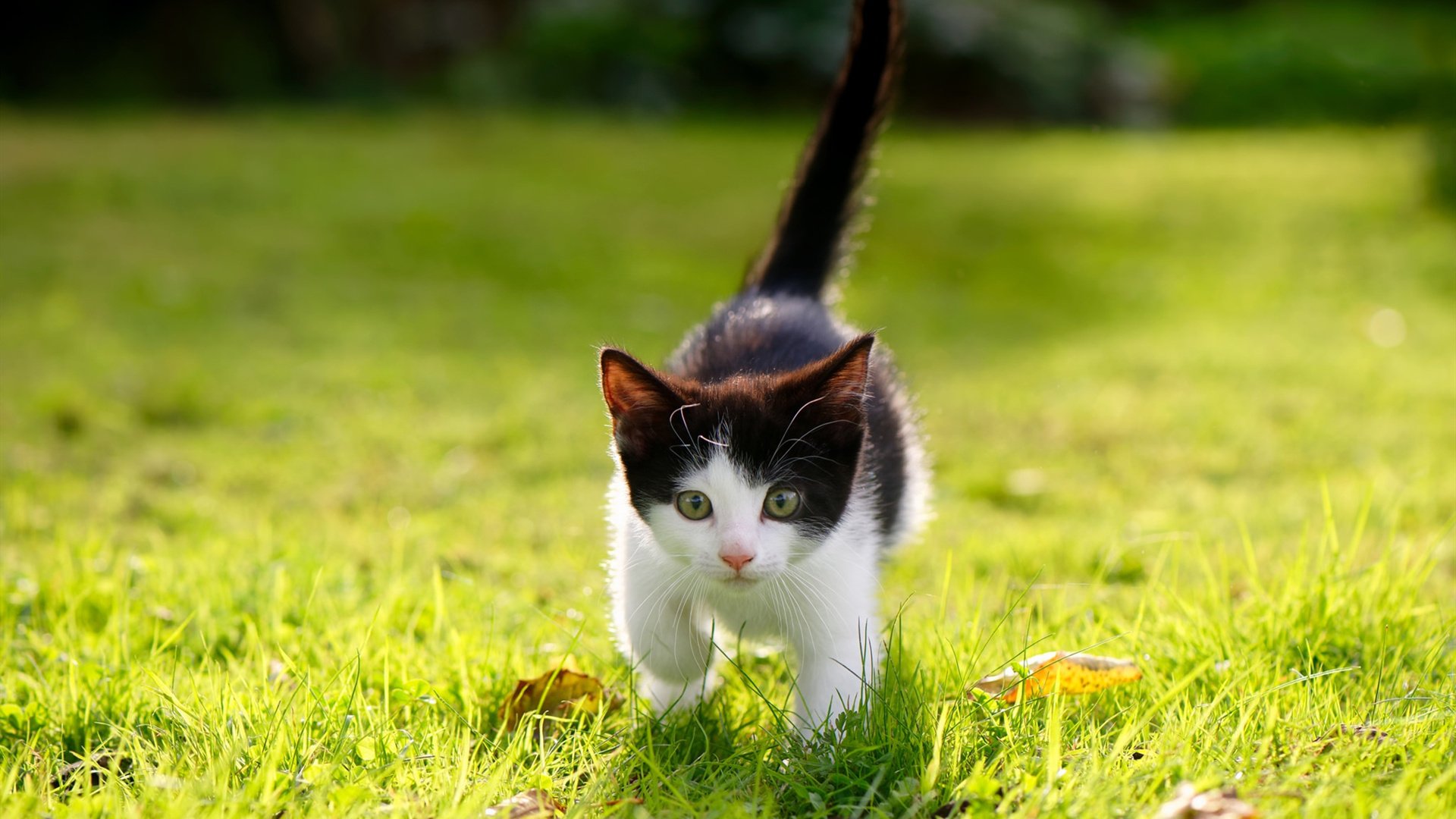 欧文主宰比赛,开拓者横扫火箭,NBA赛场上的双雄并起