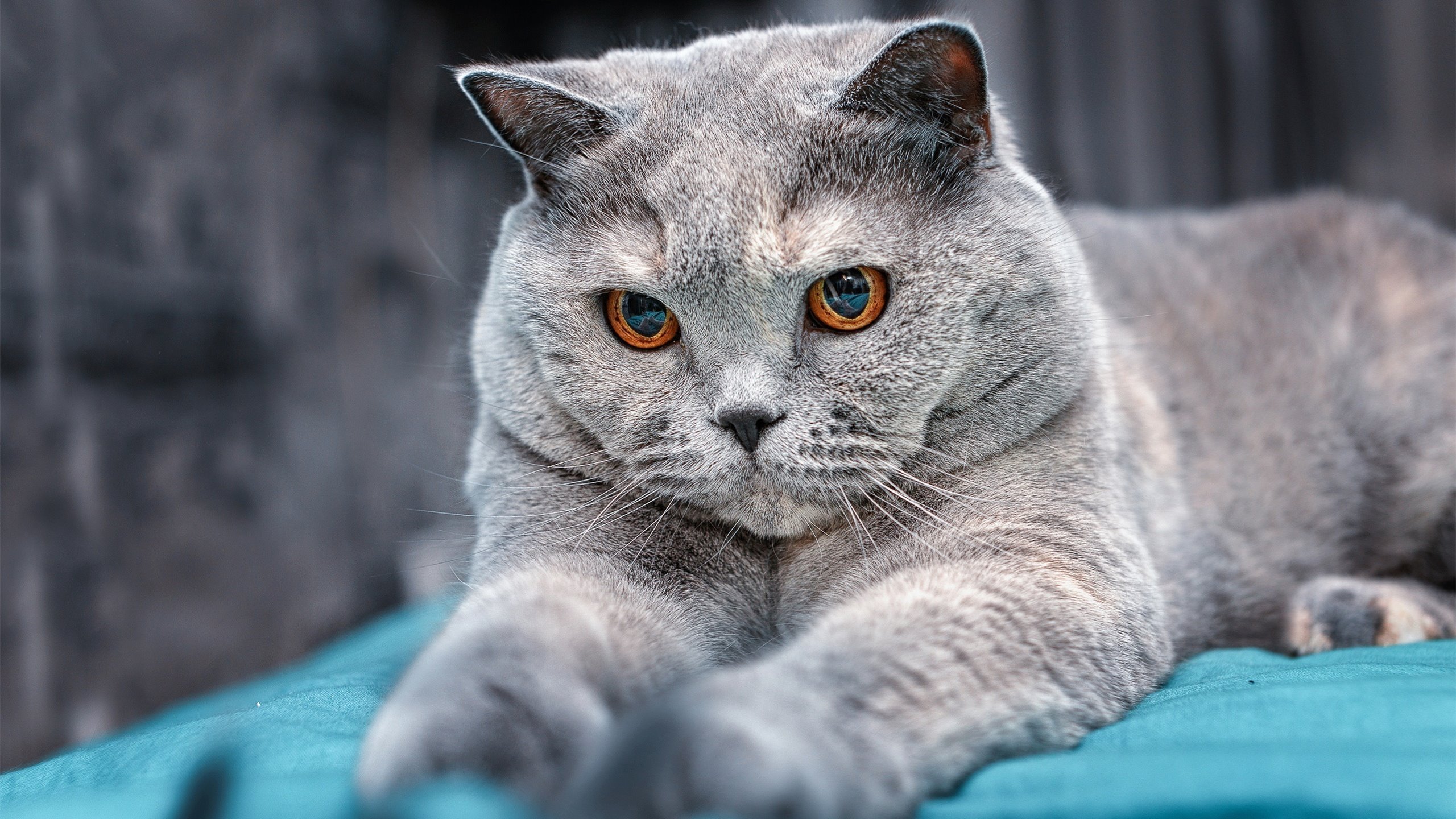 黄蜂单节蛰伤雄鹿,塔图姆攻防一体主宰赛场,团队爆发与个人统治的时代交响