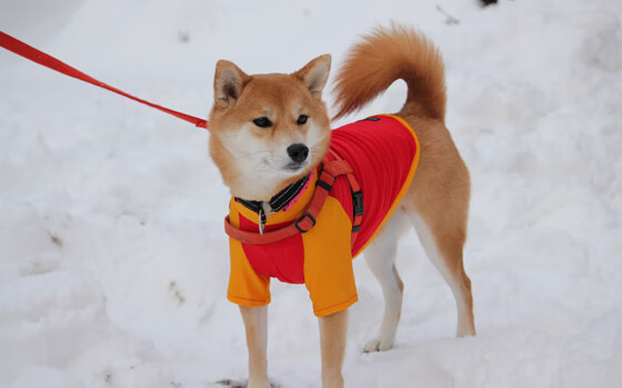 火箭爆冷灼伤热火,武切维奇全能秀引领胜利