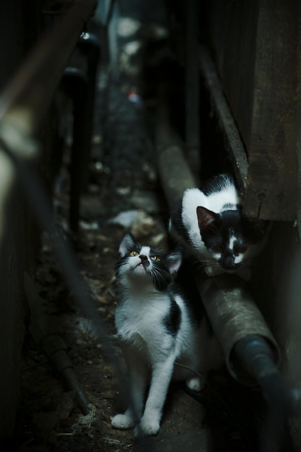 内马尔魔幻脚踝终结悬念，苏格兰在摩纳哥的夜空下提前退场