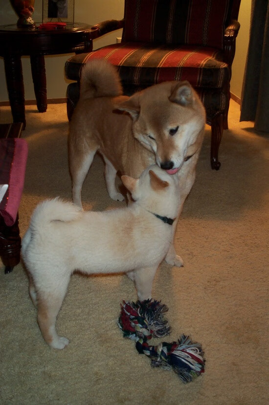 极速与高度，从F1巴林揭幕战到新疆队压制森林狼的双重启示