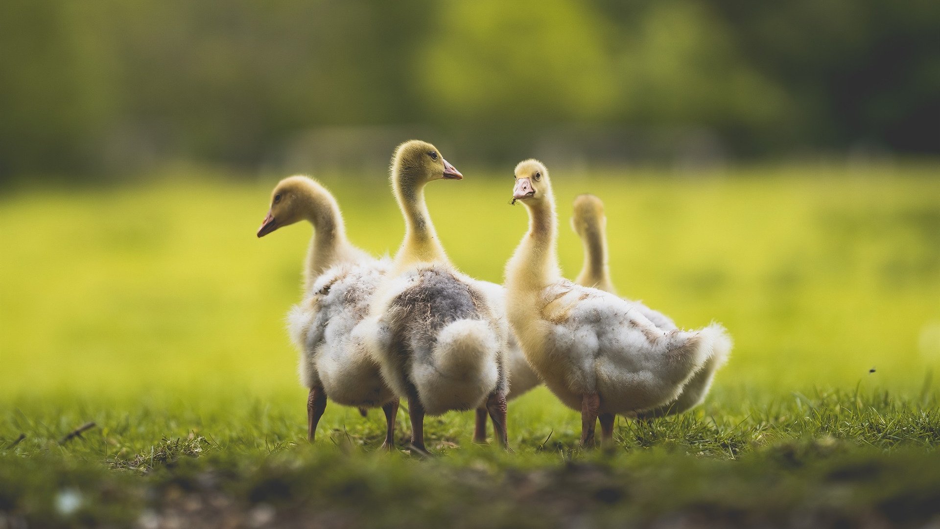 库里附体！班凯罗魔法风暴击溃鹈鹕，新时代锋卫已诞生
