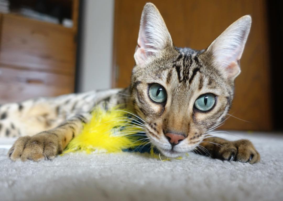 北欧铁骑碾碎药厂,莱万攻防两端上演绝对统治