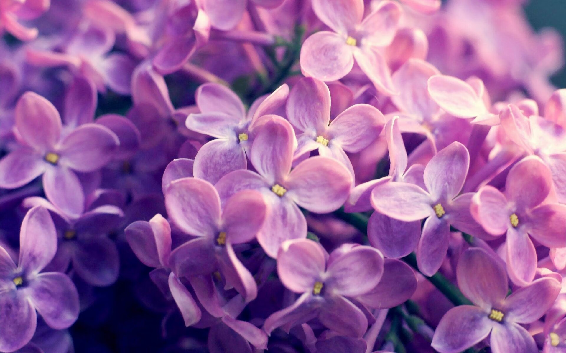 绿茵篮球场，美加墨世界杯焦点战中的勇士节奏掌控魔术