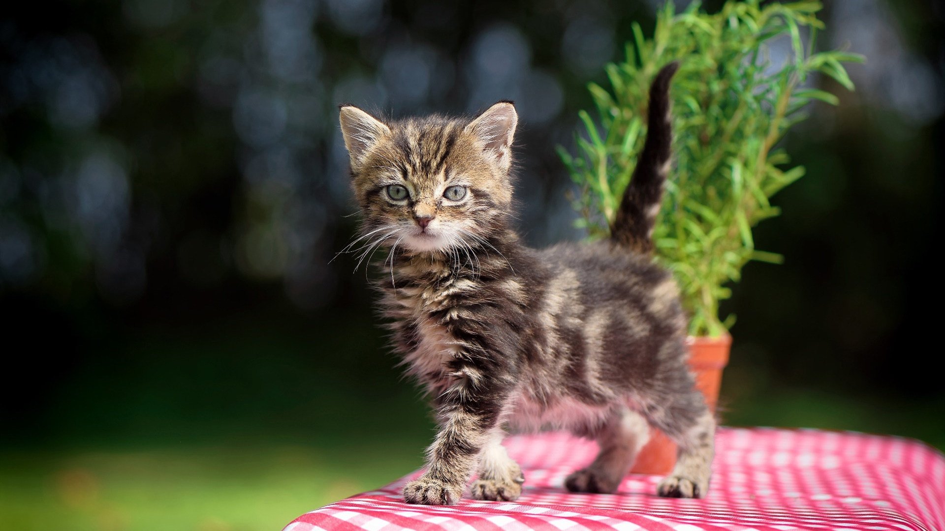 维尼修斯一剑封喉，英格兰铁骑横扫勒沃库森